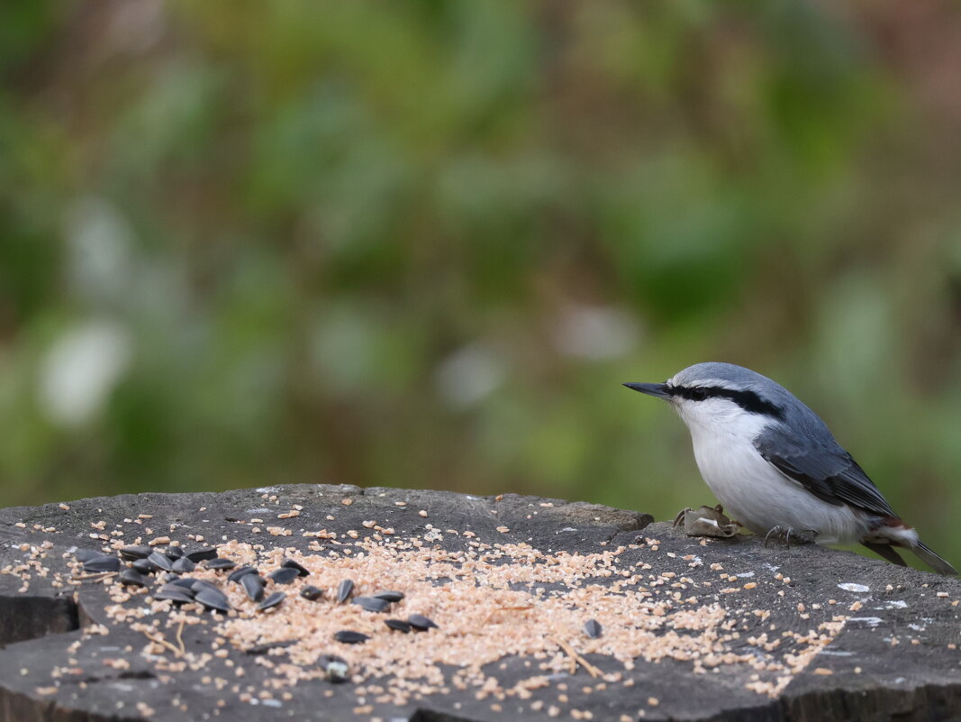 Поползень - Иван Ермен