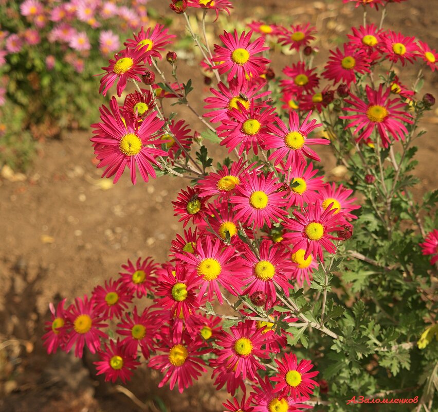 Радует цветеньем наш октябрь тёплый.... - Андрей Заломленков Радует цветеньем наш октябрь тёплый.... - Андрей Заломленков