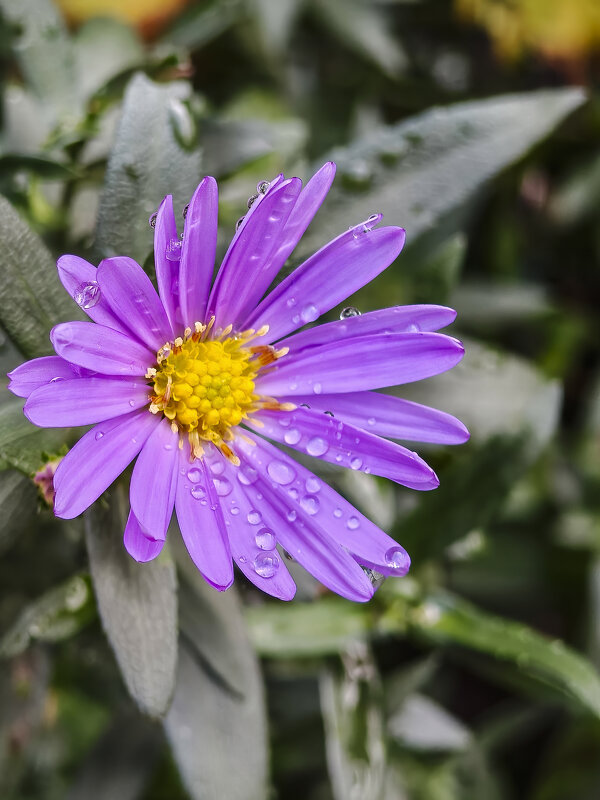 Лютики-цветочки - Валерий Ткаченко
