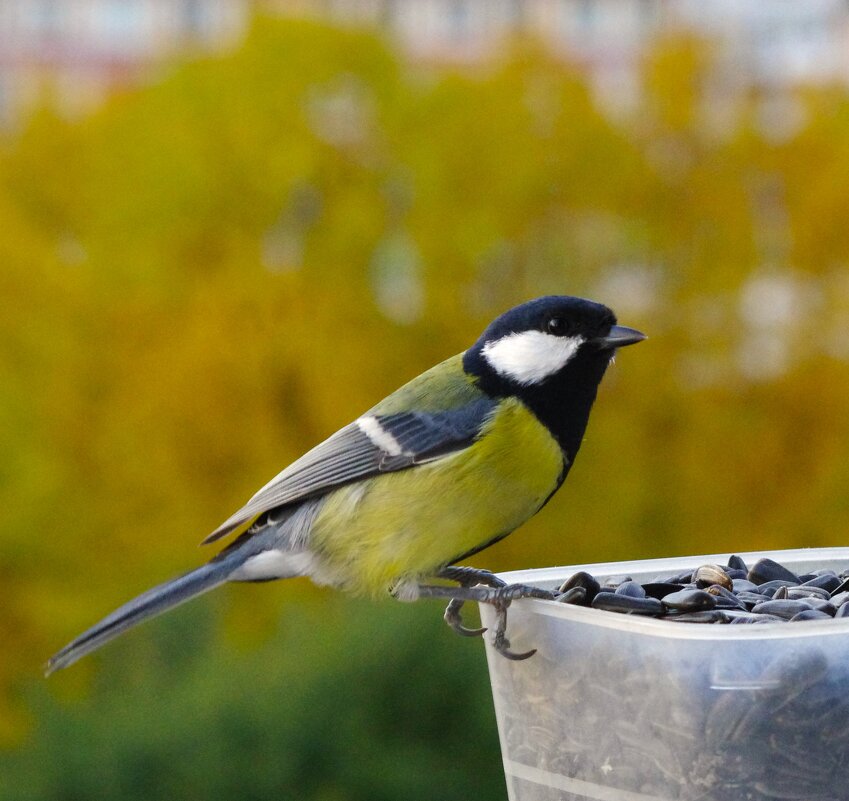 "Кормилец, можно приступать?" :) - Юрий Куликов