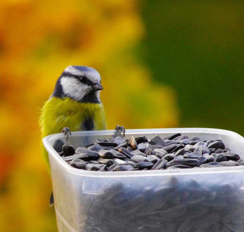 Немой вопрос :) - Юрий Куликов