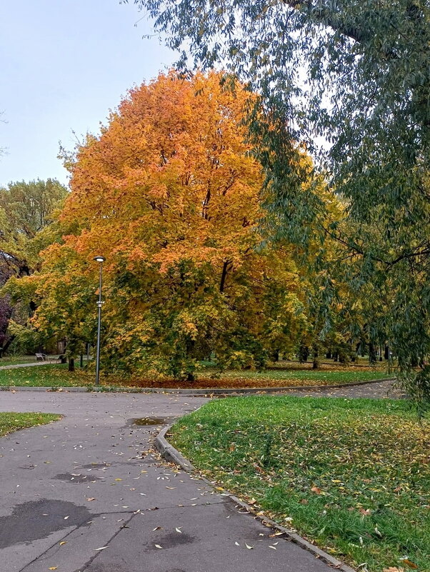 Золотая осень - Ольга Довженко