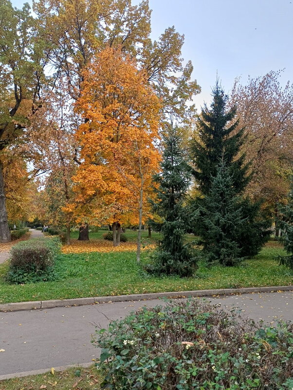 Осень в парке - Ольга Довженко