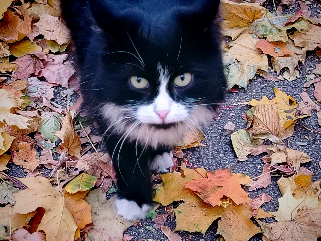 Встреча на пргулке - Надежда 