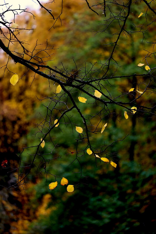 Редколистье. - Александр Кондаков