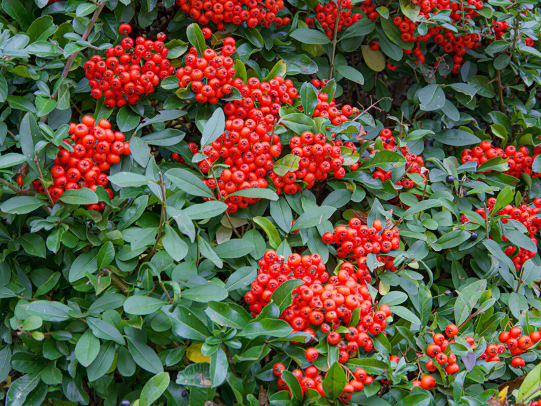 Осенние краски. - Lucy Schneider 