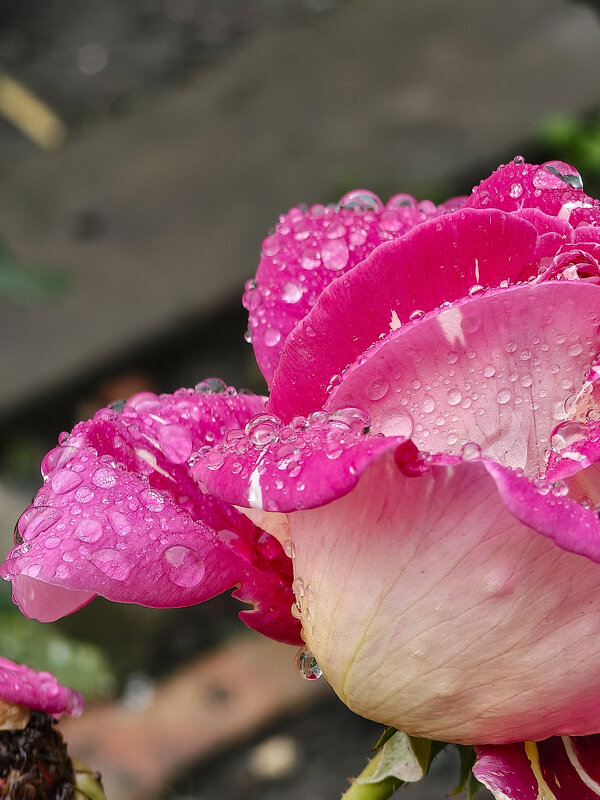 Роза - Валерий Ткаченко Роза - Валерий Ткаченко