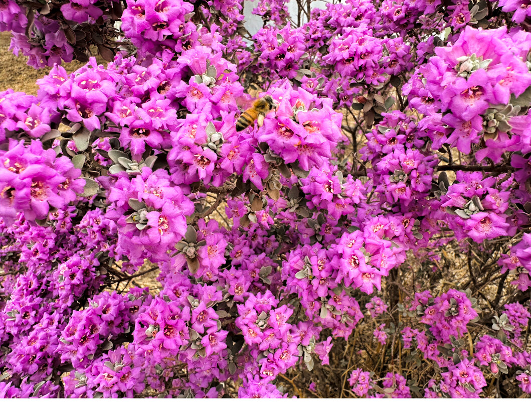 Американский шалфей - Александр Деревяшкин