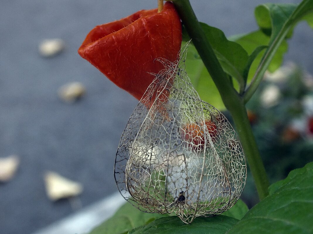 *** - Зоя Мишина