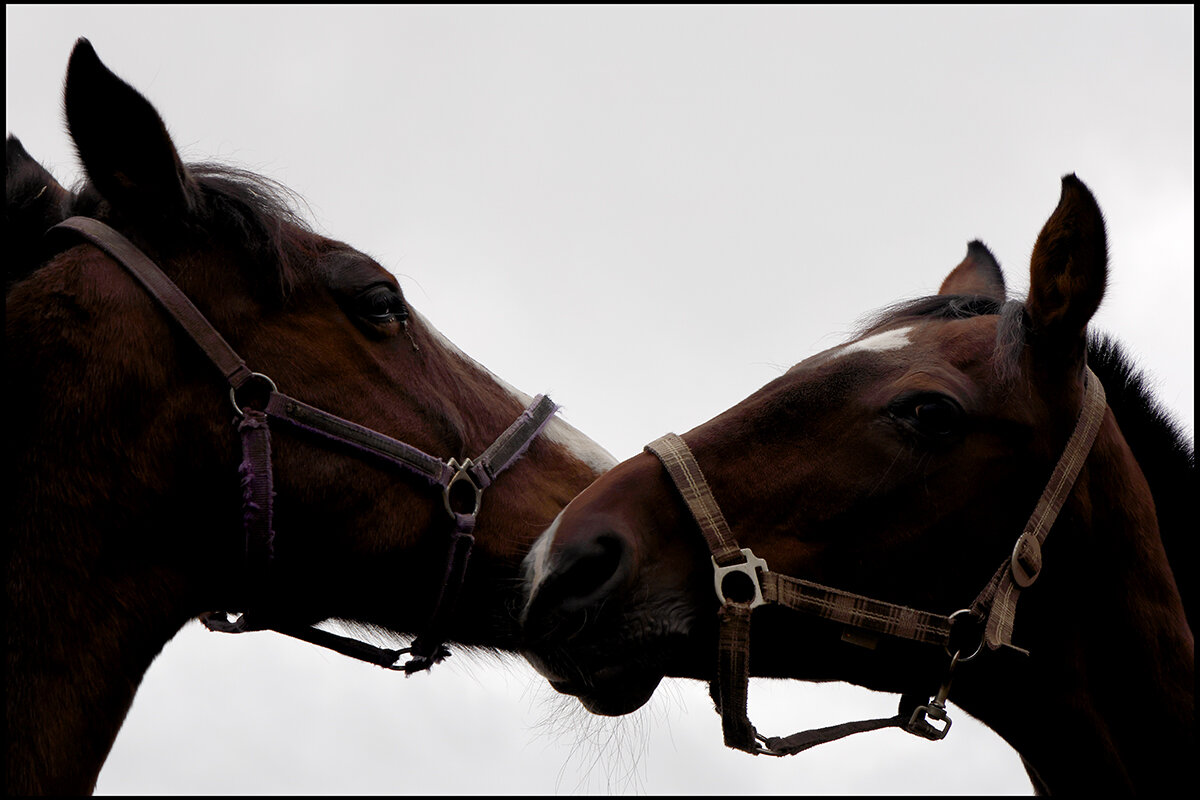 ** - Сергей Премонишын