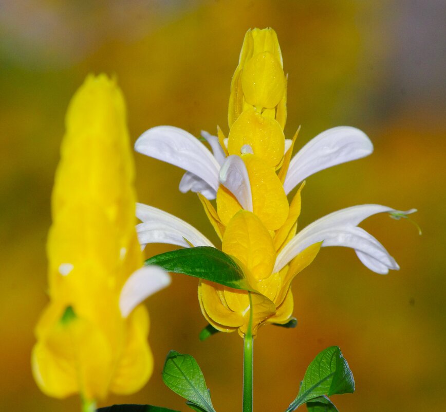 Растёт и цветёт ! - Юрий Куликов Растёт и цветёт ! - Юрий Куликов