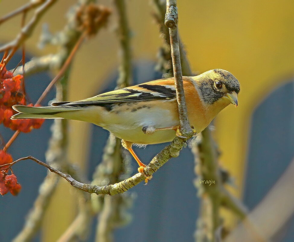 про юрка осеннего ... - Andrey Bragin 