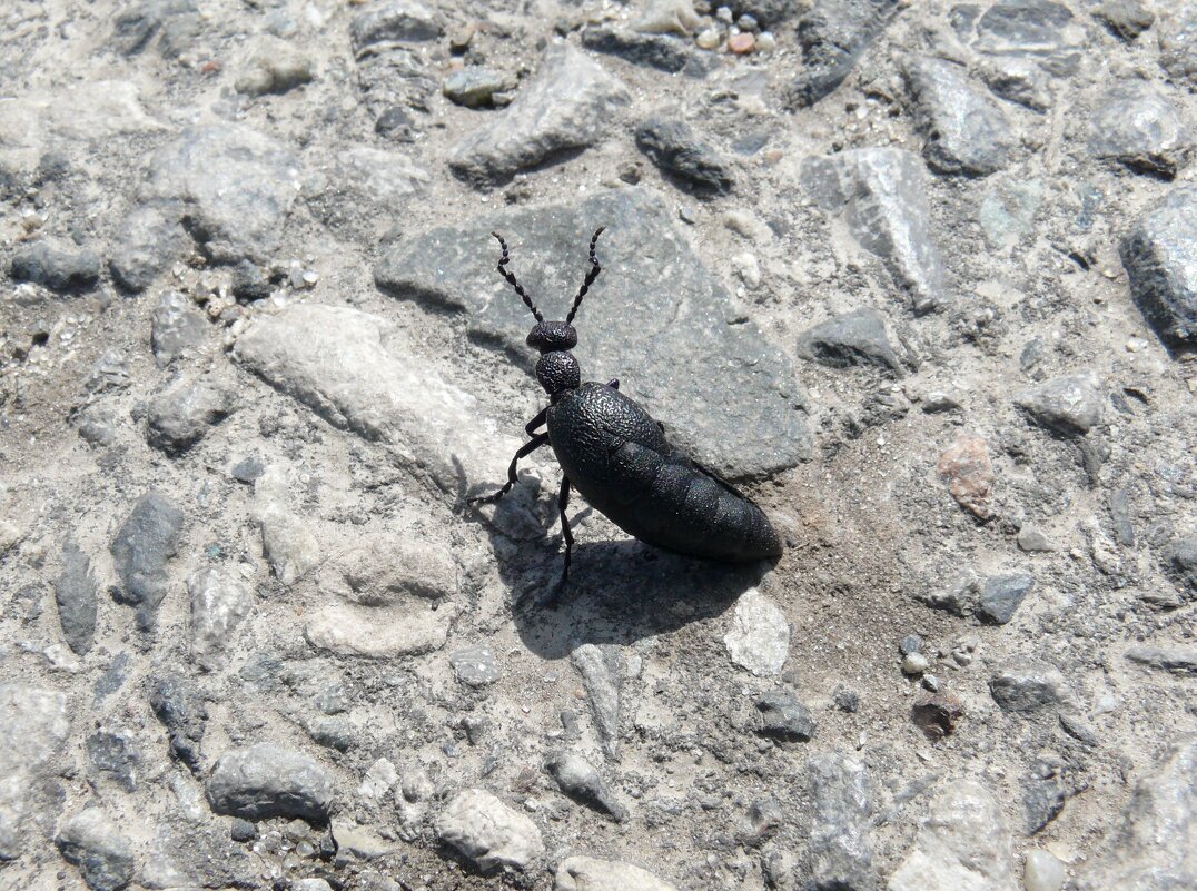 Майка - Елена Елена