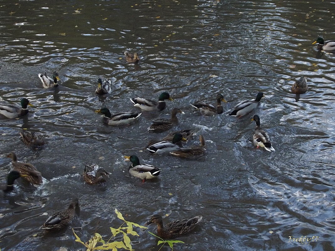 Осенние сборы - Freddy 97