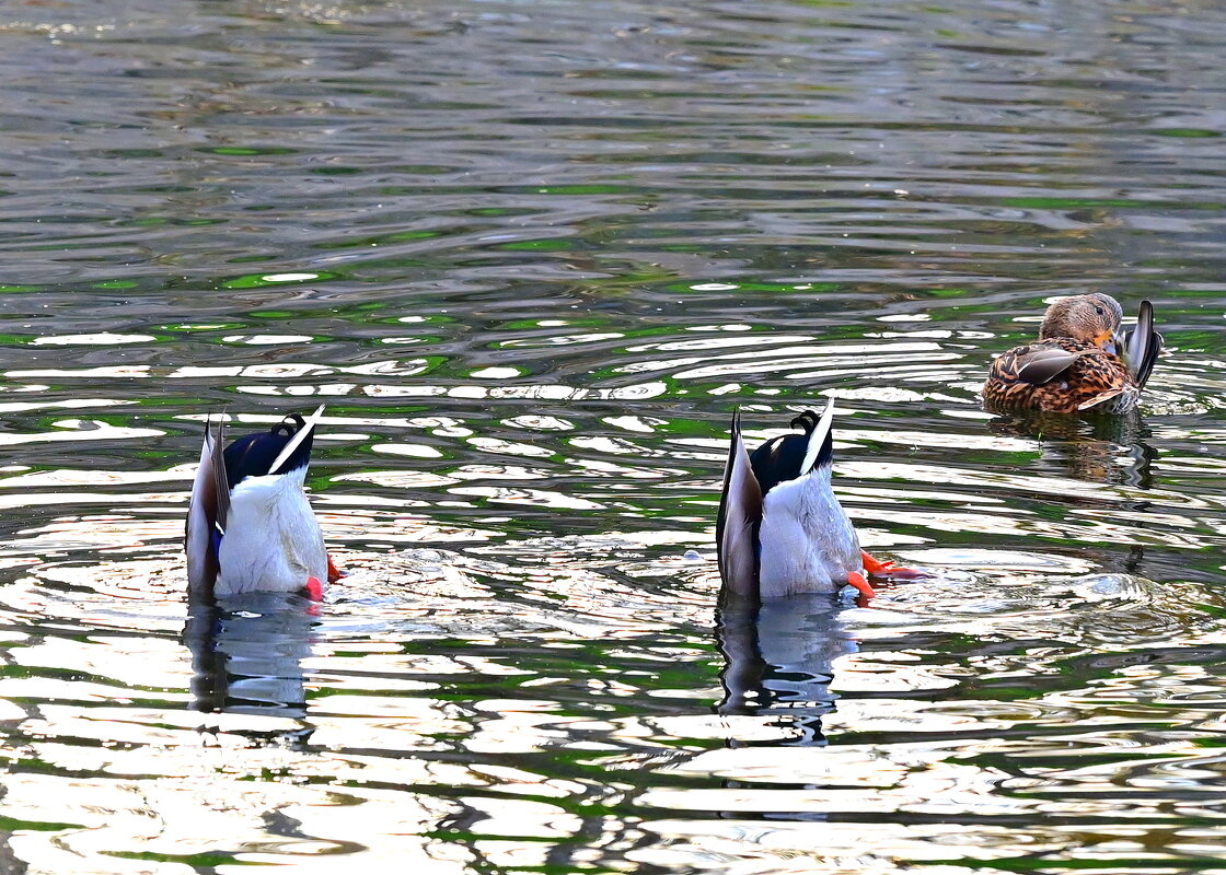 Поплавки ))) - Владимир Куликов