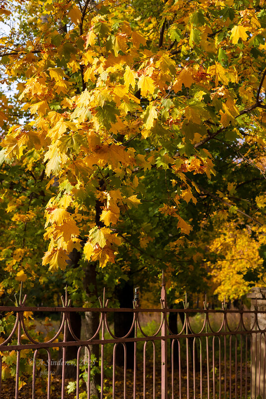 Ветки клёна - Александр Синдерёв Ветки клёна - Александр Синдерёв