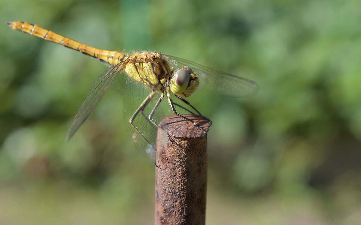 Позирует - Иван Генералов