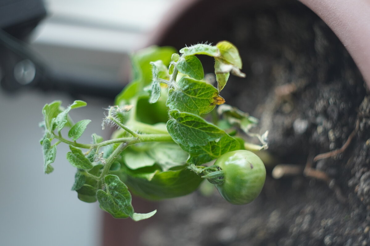 Черри - Павел Трунцев