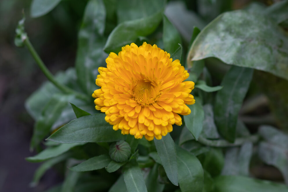 Краски золотой осени. Календула - villy 