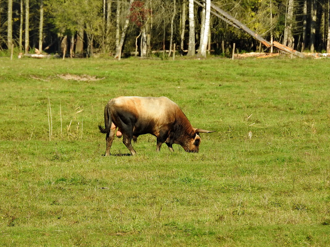 дикий мир осенью - ИННА ПОРОХОВА
