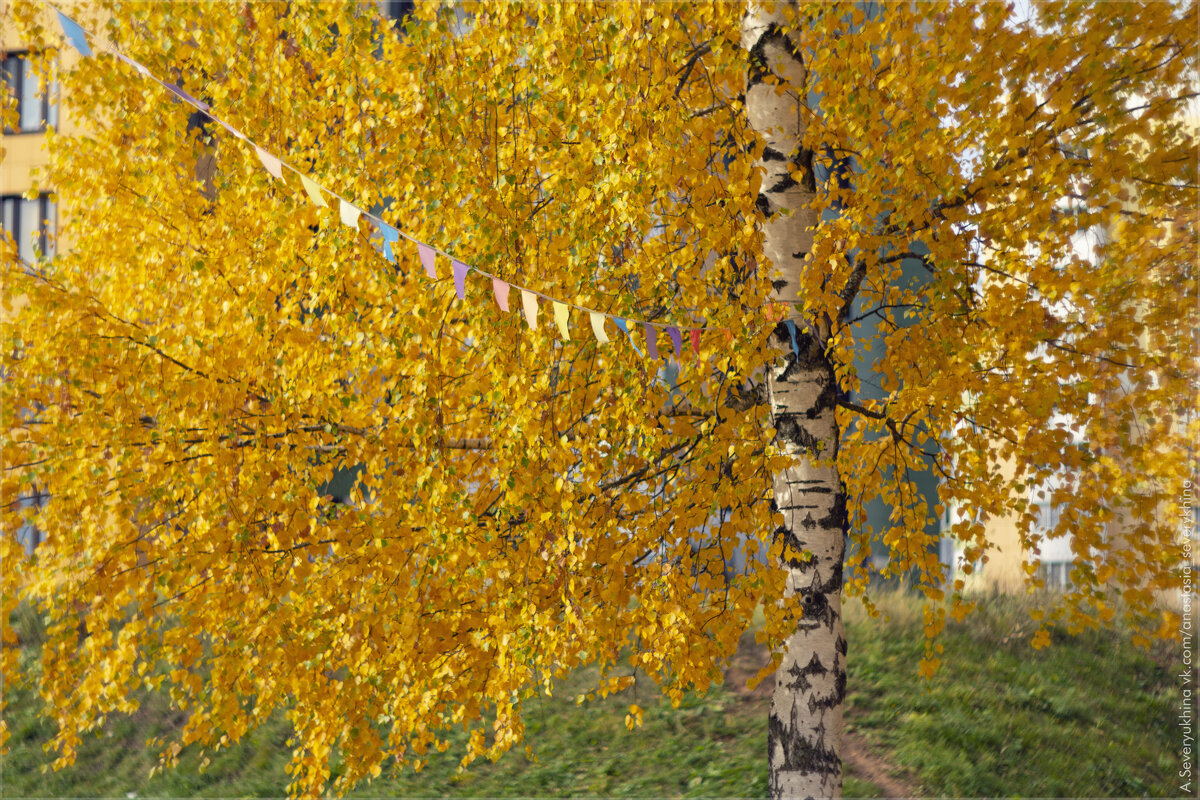 золотая берёзка - Анастасия Северюхина