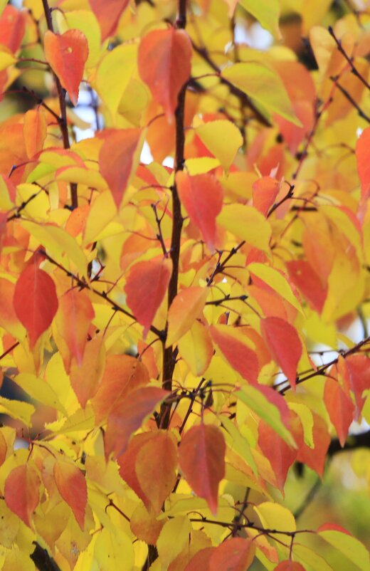 ......... - Сергей Оплачко