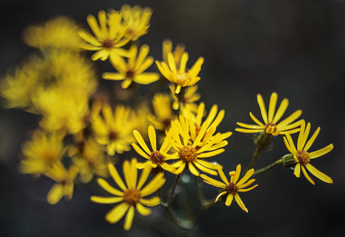 Осенний букет - Игорь Протасов