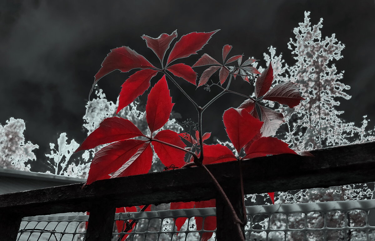 На мотив Юнны Мориц - Victor Vinocurov