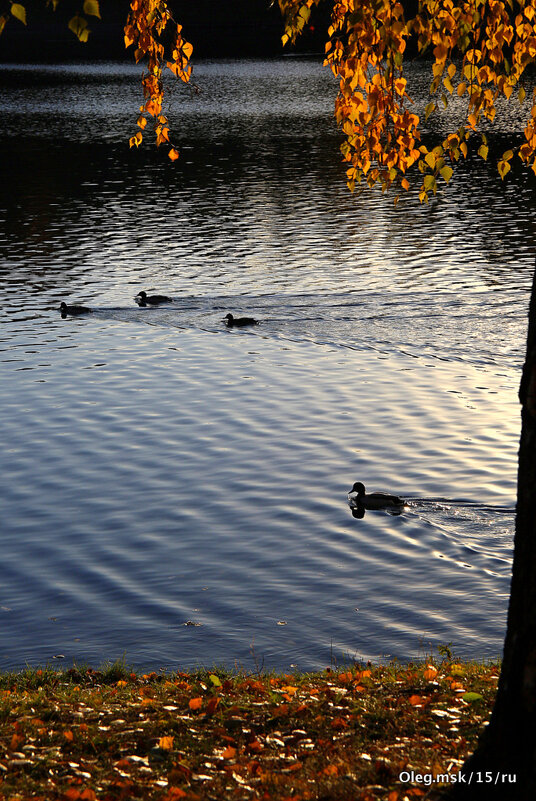 еще не улетели - Олег Лукьянов еще не улетели - Олег Лукьянов