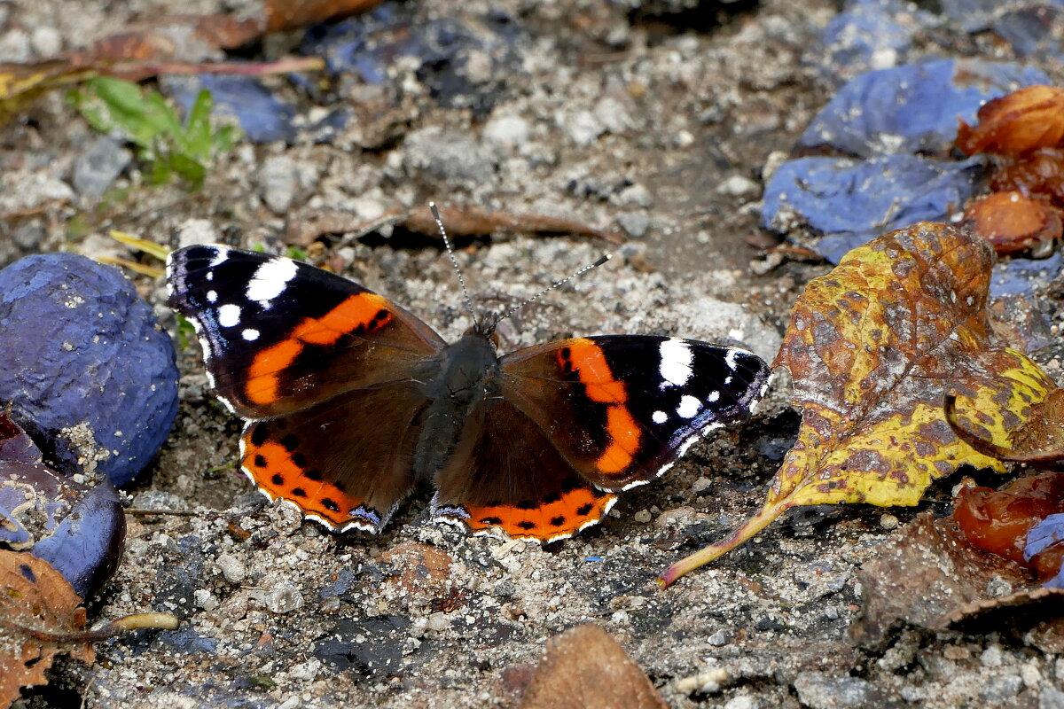 опять бабочки 15 - Александр Прокудин