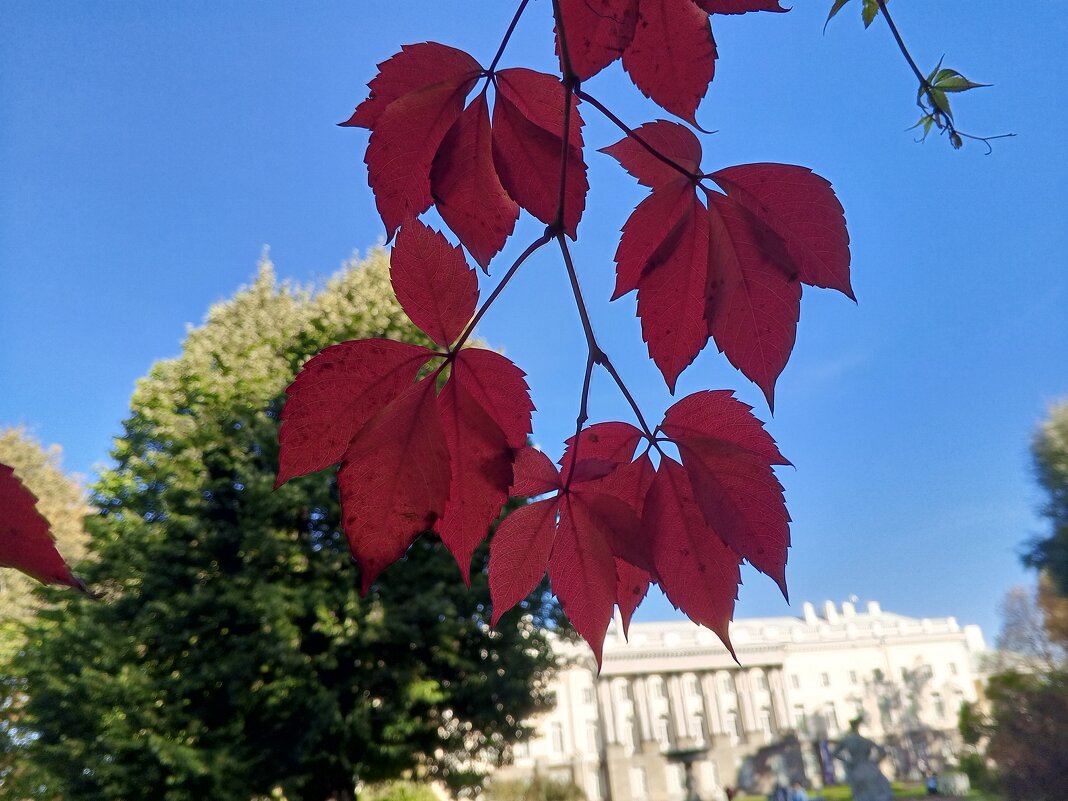 Виноград - Сапсан 