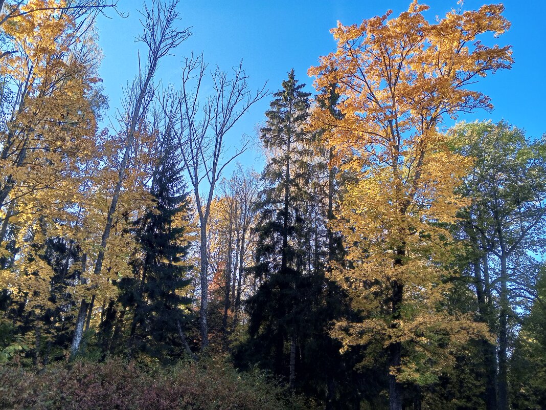 Осень - Сапсан 