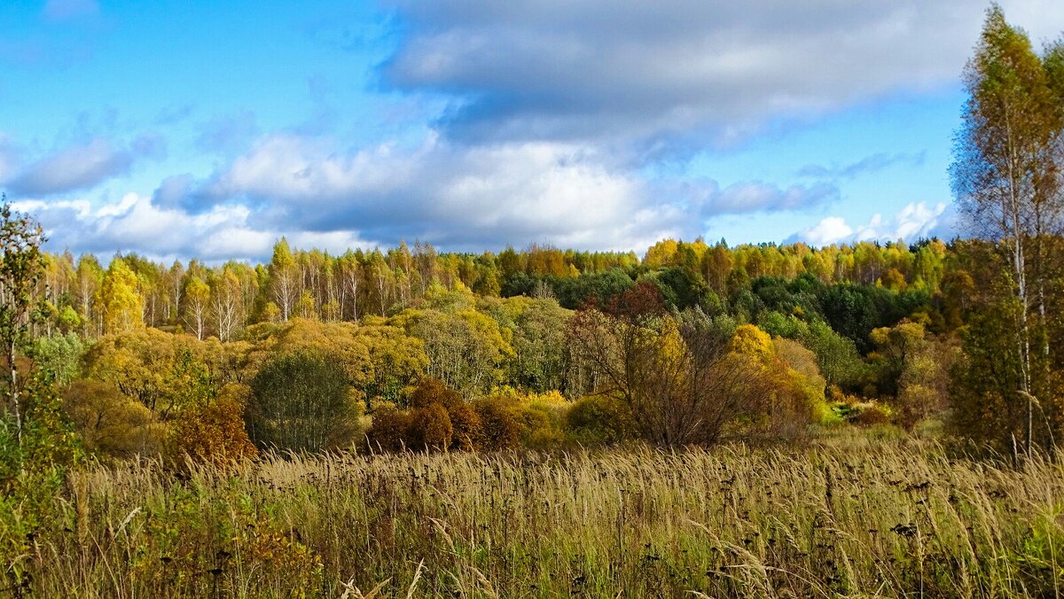 Осенний пейзаж. - Милешкин Владимир Алексеевич 