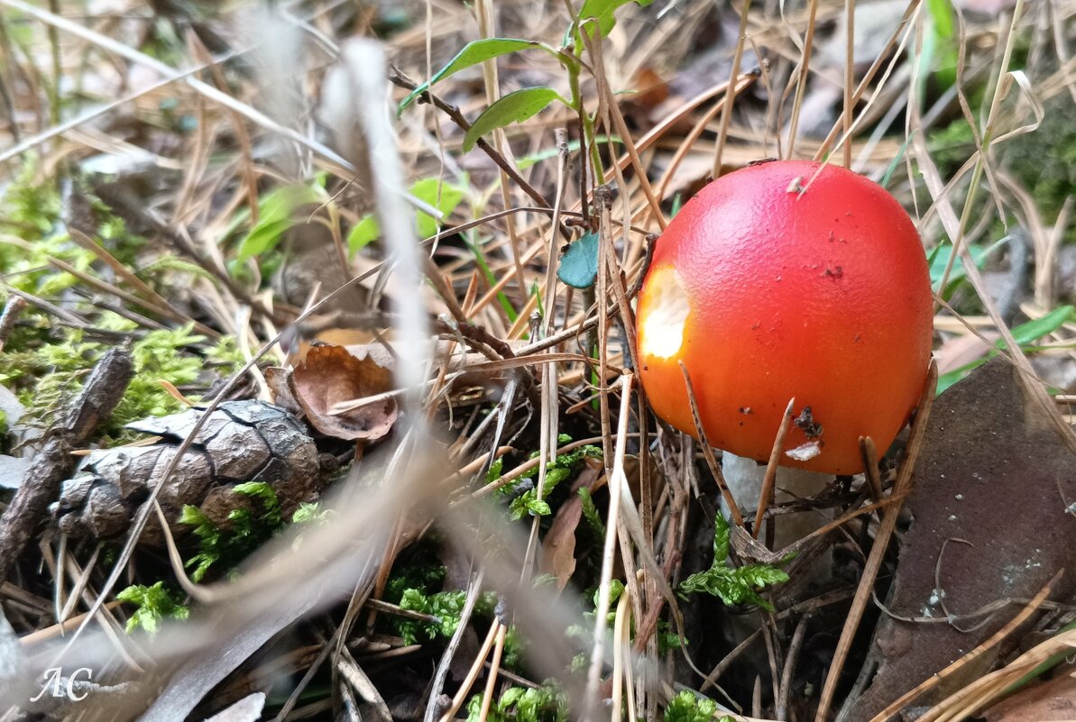 Для кого-то съедобен - Любовь Сахарова