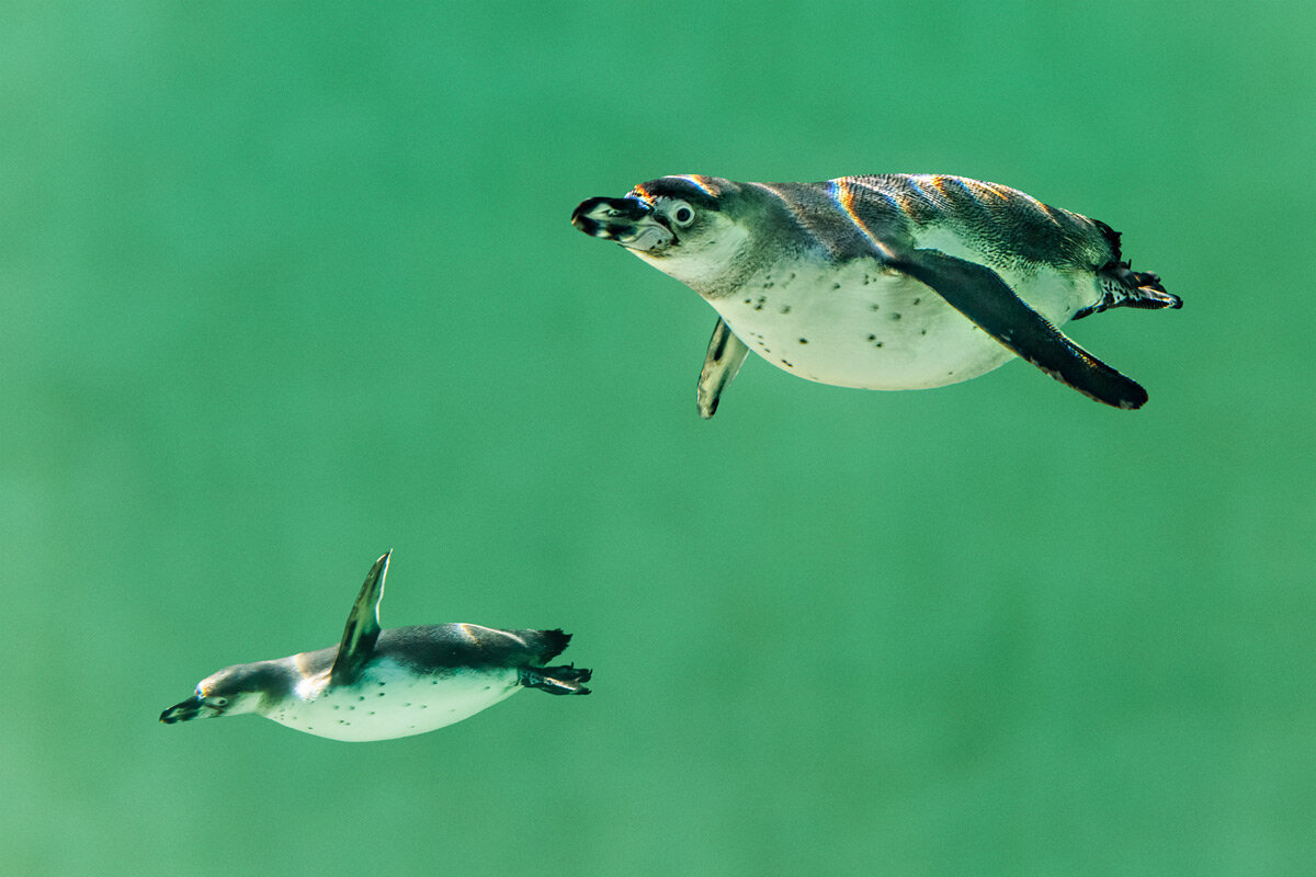 Пингвин - SanSan 