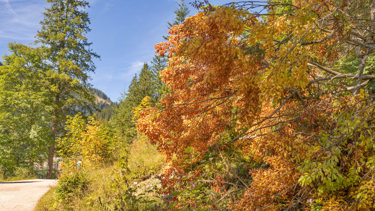 осень - vladimir 