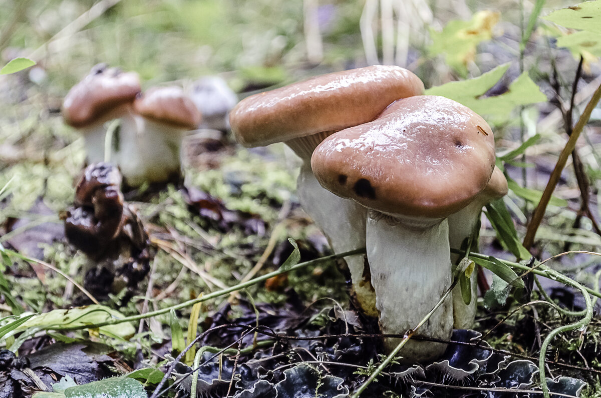 Лесные жители 2 - Андрей Щетинин