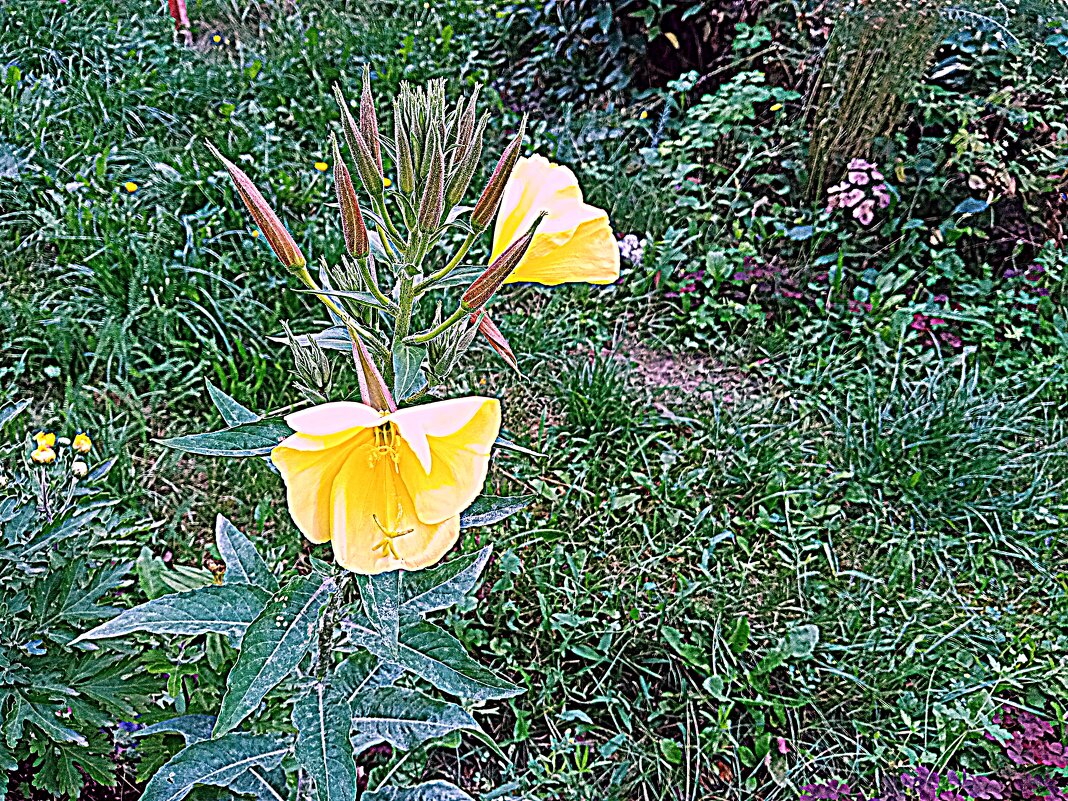 Цветы. - Владимир Драгунский