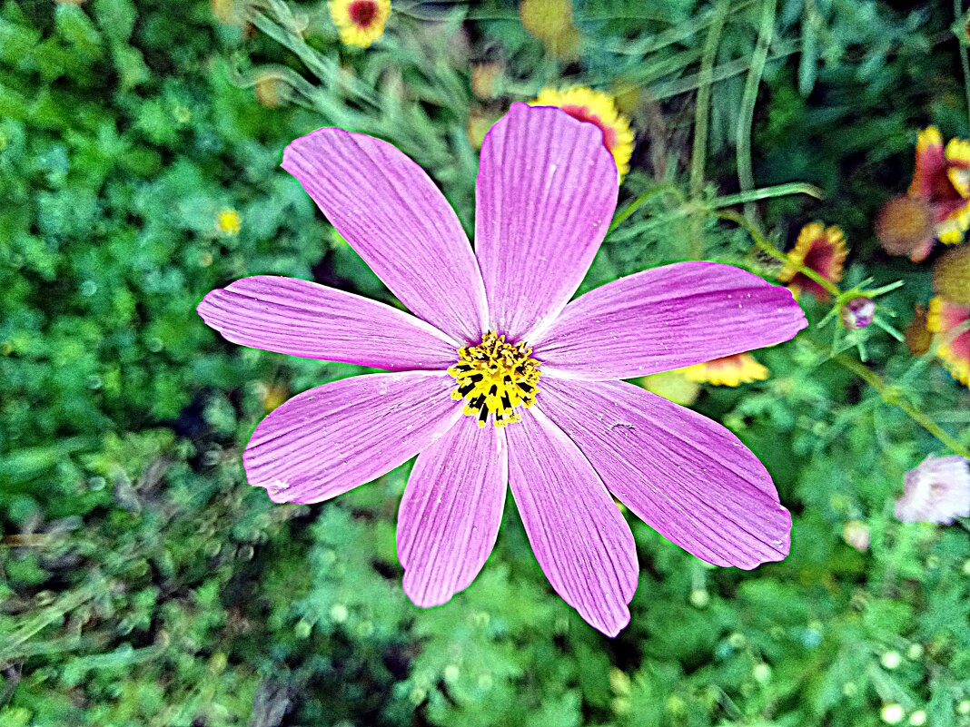 Цветы. - Владимир Драгунский