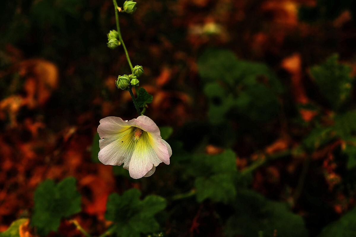 Когда нет солнышка - Юрий Гайворонскiий Когда нет солнышка - Юрий Гайворонскiий