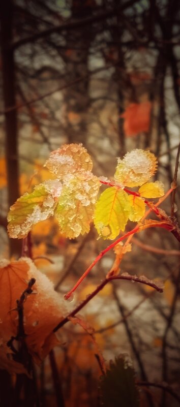 Первый снег октября - Леонид Абросимов