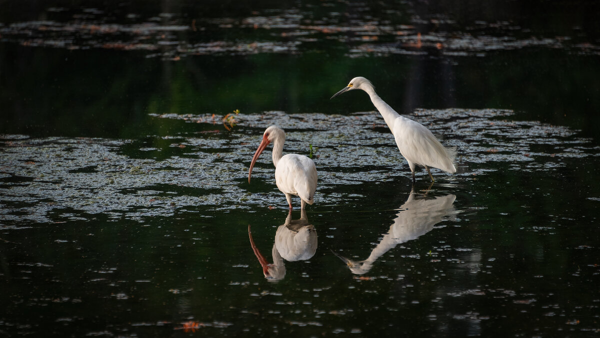 Парк Берроуз - **** vedin Парк Берроуз - **** vedin