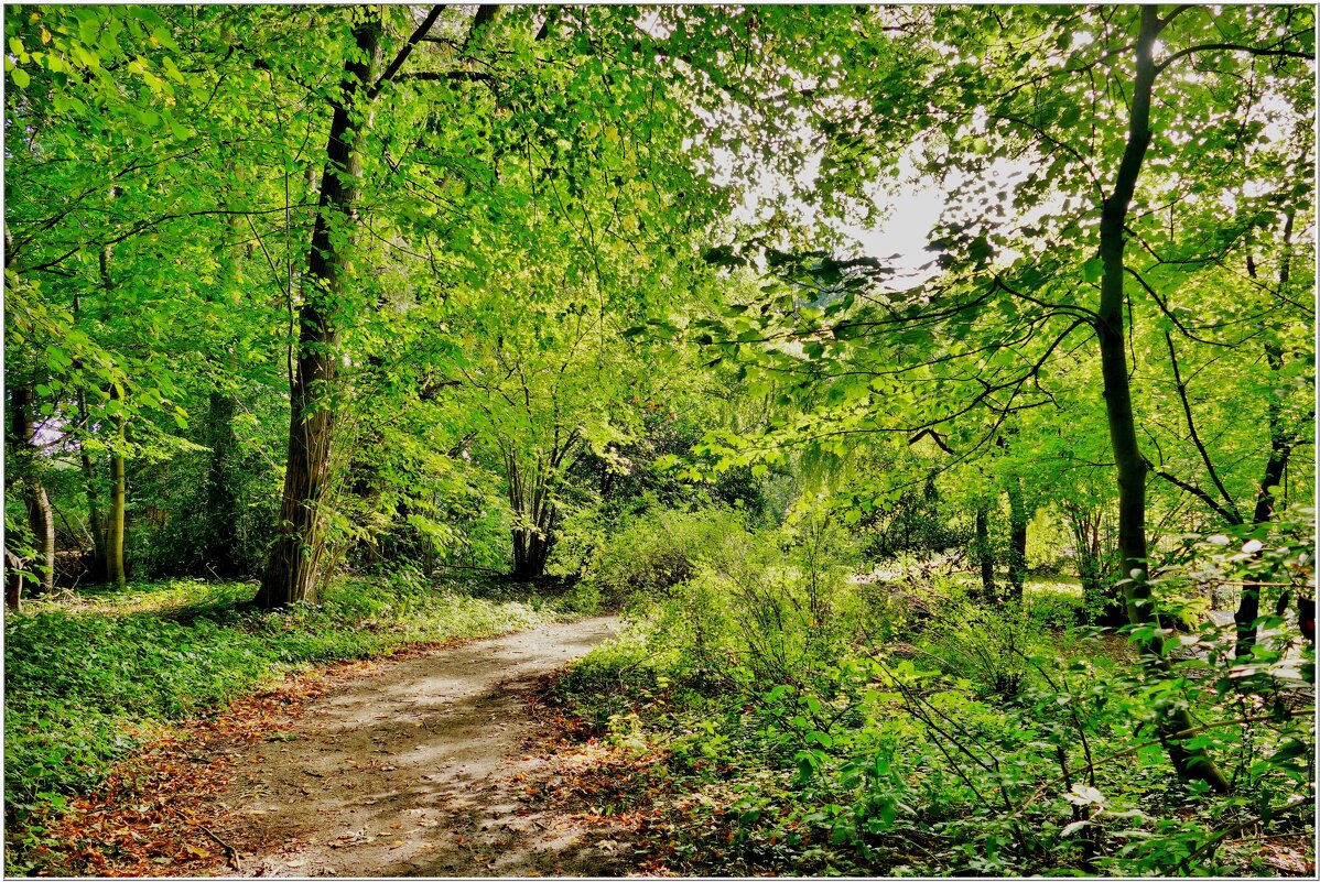 ТРОПИНКА... - Elvira E. 