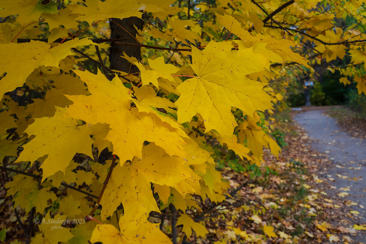 Осенние листья клёна - Александр Синдерёв