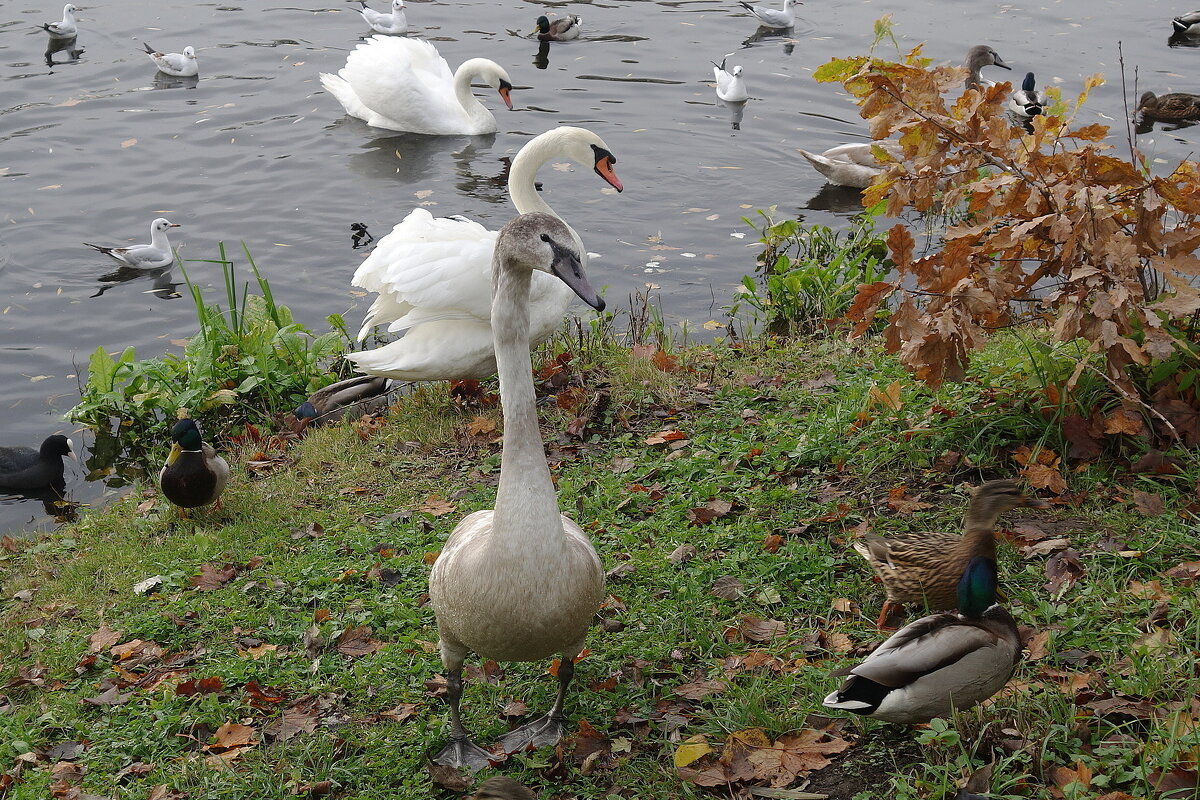 Лебеди в городе - Рита Симонова