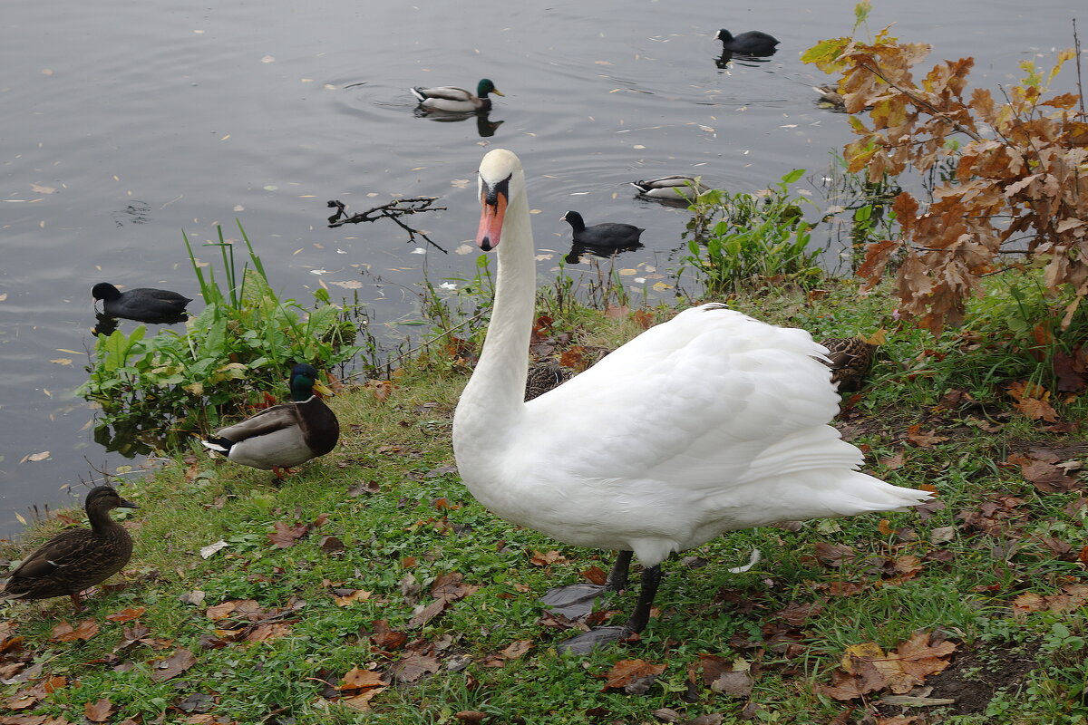 Лебеди в городе - Рита Симонова