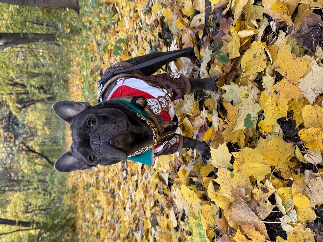 Красавчик - Анна Камс