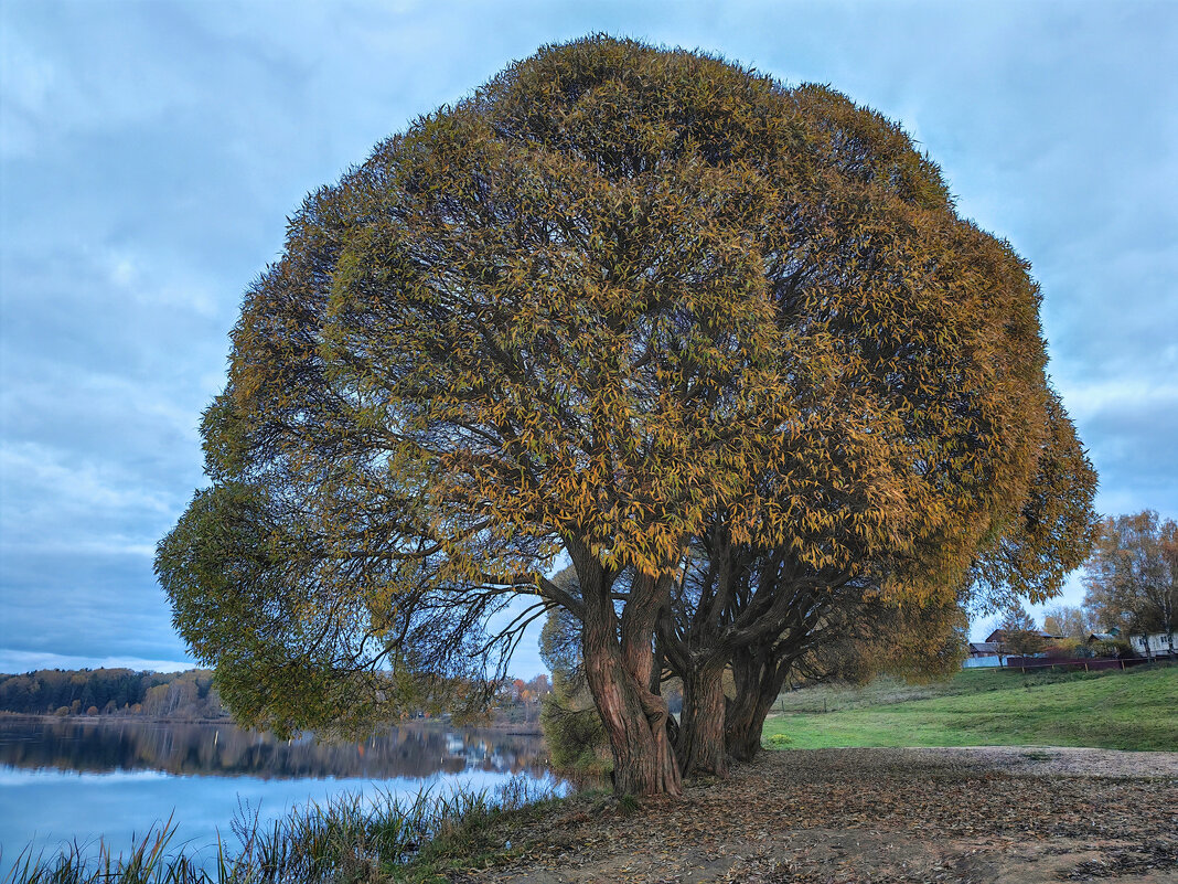 Озеро Дичковское / Шаровидные ивы (Salix fragilis`Bullata`) - Денис Бочкарёв