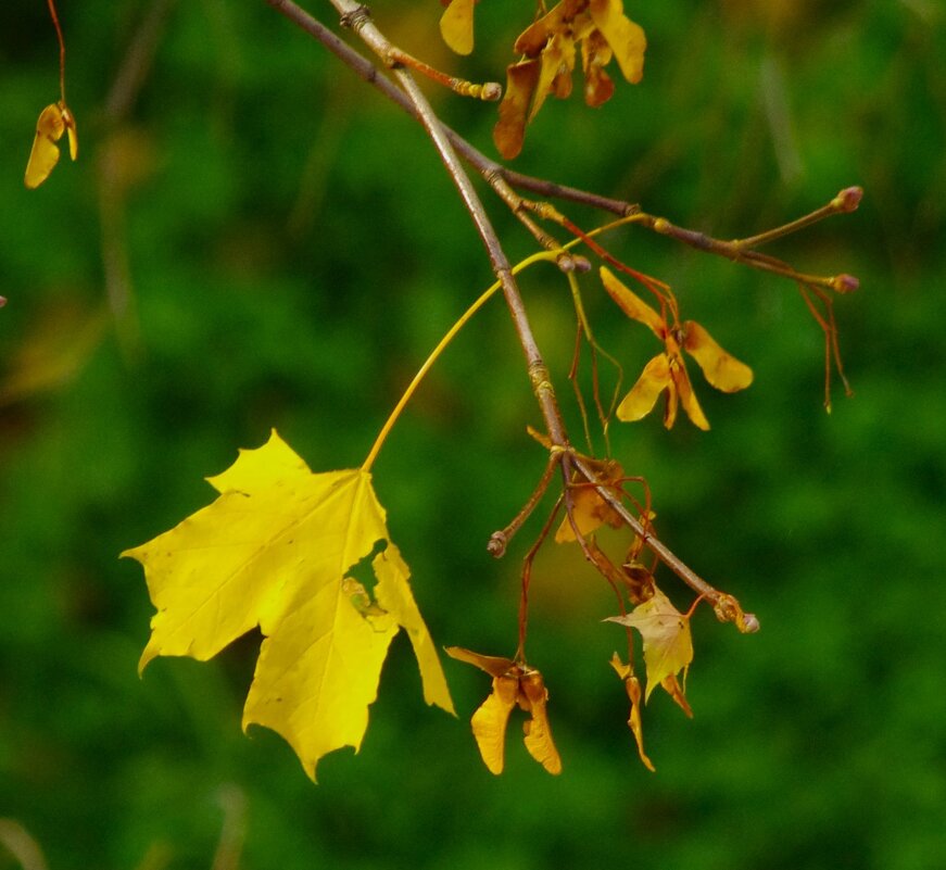 В окружении "носиков"... - Юрий Куликов