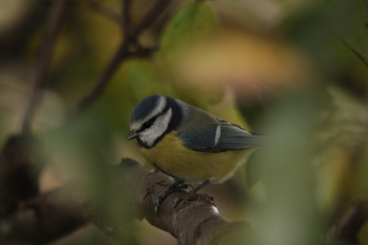 лазоревка - Сергей Лычагин